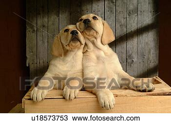 Stock Photo - house pet, domestic, 
cute, loving, 
canines, labrador 
retriever. fotosearch 
- search stock 
photos, pictures, 
images, and photo 
clipart