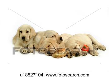 Stock Photo - house pet, domestic, 
cute, loving, 
canines, labrador 
retriever. fotosearch 
- search stock 
photos, pictures, 
images, and photo 
clipart