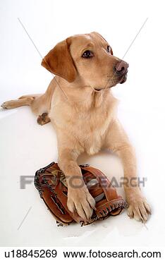 Stock Photograph - house pet, domestic, 
cute, loving, 
canines, labrador 
retriever. fotosearch 
- search stock 
photos, pictures, 
images, and photo 
clipart