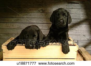 Picture - house pet, domestic, 
cute, loving, 
canines, labrador 
retriever. fotosearch 
- search stock 
photos, pictures, 
images, and photo 
clipart