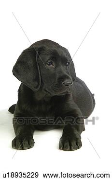 Stock Photograph - house pet, domestic, 
cute, loving, 
canines, labrador 
retriever. fotosearch 
- search stock 
photos, pictures, 
images, and photo 
clipart