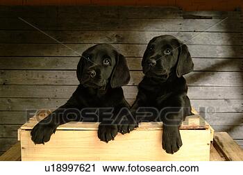 Stock Photography - house pet, domestic, 
cute, loving, 
canines, labrador 
retriever. fotosearch 
- search stock 
photos, pictures, 
images, and photo 
clipart
