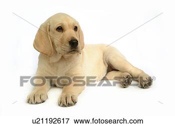Picture - house pet, domestic, 
cute, loving, 
canines, labrador 
retriever. fotosearch 
- search stock 
photos, pictures, 
images, and photo 
clipart