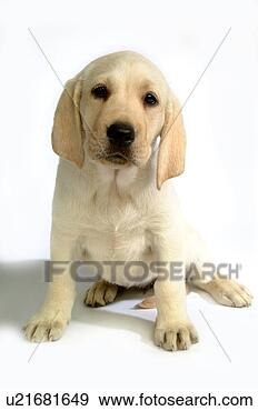 Stock Photograph - house pet, domestic, 
cute, loving, 
canines, labrador 
retriever. fotosearch 
- search stock 
photos, pictures, 
images, and photo 
clipart