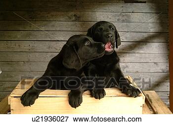 Picture - house pet, domestic, 
cute, loving, 
canines, labrador 
retriever. fotosearch 
- search stock 
photos, pictures, 
images, and photo 
clipart
