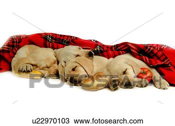 Stock Photo - house pet, domestic, 
cute, loving, 
canines, labrador 
retriever. fotosearch 
- search stock 
photos, pictures, 
images, and photo 
clipart
