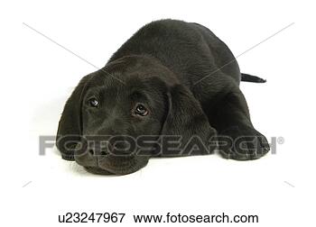 Picture - house pet, domestic, 
cute, loving, 
canines, labrador 
retriever. fotosearch 
- search stock 
photos, pictures, 
images, and photo 
clipart