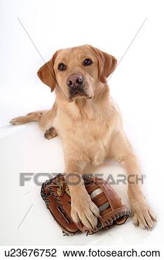 Stock Photo - house pet, domestic, 
cute, loving, 
canines, labrador 
retriever. fotosearch 
- search stock 
photos, pictures, 
images, and photo 
clipart