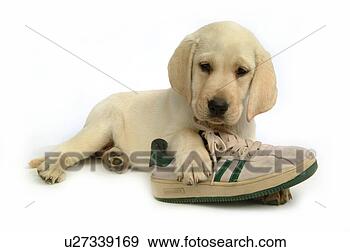 Stock Photograph - house pet, domestic, 
cute, loving, 
canines, labrador 
retriever. fotosearch 
- search stock 
photos, pictures, 
images, and photo 
clipart
