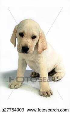 Stock Photograph - house pet, domestic, 
cute, loving, 
canines, labrador 
retriever. fotosearch 
- search stock 
photos, pictures, 
images, and photo 
clipart