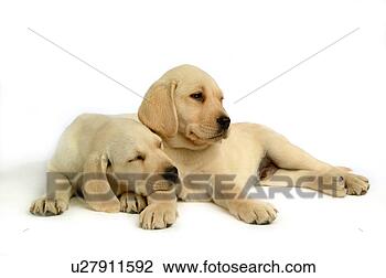 Stock Photo - house pet, domestic, 
cute, loving, 
canines, labrador 
retriever. fotosearch 
- search stock 
photos, pictures, 
images, and photo 
clipart