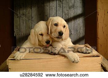 Stock Photo - house pet, domestic, 
cute, loving, 
canines, labrador 
retriever. fotosearch 
- search stock 
photos, pictures, 
images, and photo 
clipart