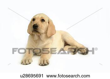 Stock Photography - house pet, domestic, 
cute, loving, 
canines, labrador 
retriever. fotosearch 
- search stock 
photos, pictures, 
images, and photo 
clipart