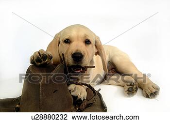 Stock Photo - house pet, domestic, 
cute, loving, 
canines, labrador 
retriever. fotosearch 
- search stock 
photos, pictures, 
images, and photo 
clipart