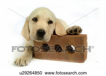 Stock Photography - house pet, domestic, 
cute, loving, 
canines, labrador 
retriever. fotosearch 
- search stock 
photos, pictures, 
images, and photo 
clipart