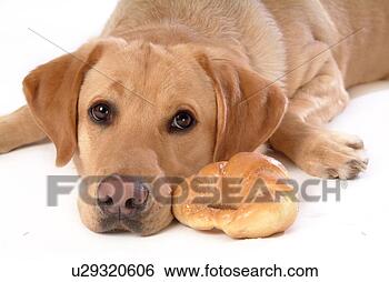 Stock Photo - house pet, domestic, 
cute, loving, 
canines, labrador 
retriever. fotosearch 
- search stock 
photos, pictures, 
images, and photo 
clipart