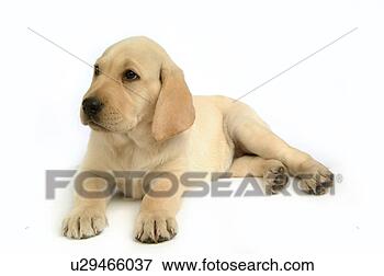 Picture - house pet, domestic, 
cute, loving, 
canines, labrador 
retriever. fotosearch 
- search stock 
photos, pictures, 
images, and photo 
clipart