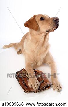 Stock Photo - house pet, labrador, 
canines, domestic, 
retriever, labrador 
retriever. fotosearch 
- search stock 
photos, pictures, 
images, and photo 
clipart