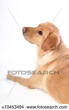 Stock Photo - house pet, labrador, 
canines, domestic, 
retriever, labrador 
retriever. fotosearch 
- search stock 
photos, pictures, 
images, and photo 
clipart