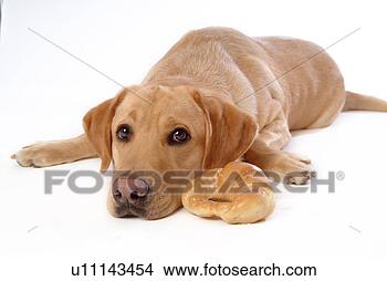 Stock Photo - house pet, labrador, 
canines, domestic, 
retriever, labrador 
retriever. fotosearch 
- search stock 
photos, pictures, 
images, and photo 
clipart