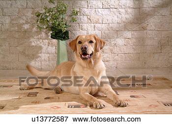 Picture - house pet, labrador, 
canines, domestic, 
retriever, labrador 
retriever. fotosearch 
- search stock 
photos, pictures, 
images, and photo 
clipart