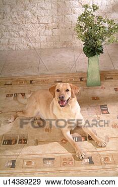 Stock Photograph - house pet, labrador, 
canines, domestic, 
retriever, labrador 
retriever. fotosearch 
- search stock 
photos, pictures, 
images, and photo 
clipart