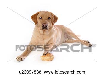 Stock Photo - house pet, labrador, 
canines, domestic, 
retriever, labrador 
retriever. fotosearch 
- search stock 
photos, pictures, 
images, and photo 
clipart