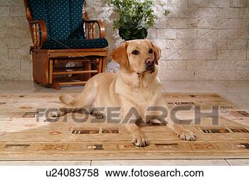 Stock Photo - house pet, labrador, 
canines, domestic, 
retriever, labrador 
retriever. fotosearch 
- search stock 
photos, pictures, 
images, and photo 
clipart
