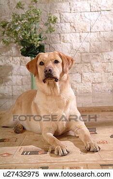 Stock Image - house pet, labrador, 
canines, domestic, 
retriever, labrador 
retriever. fotosearch 
- search stock 
photos, pictures, 
images, and photo 
clipart