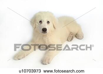 Stock Photo - canine, great 
pyrenees, animal, 
mammal, pyrenees, 
domestic animal, 
dog. fotosearch 
- search stock 
photos, pictures, 
images, and photo 
clipart