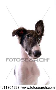 Stock Photo - faithful, domestic 
animal, companion, 
canine, close 
up, borzoi. fotosearch 
- search stock 
photos, pictures, 
images, and photo 
clipart