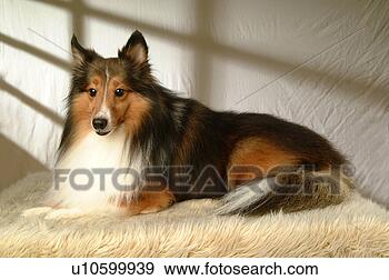 Stock Photograph - house pet, domestic, 
cute, loving, 
canines, shetland 
sheepdog. fotosearch 
- search stock 
photos, pictures, 
images, and photo 
clipart