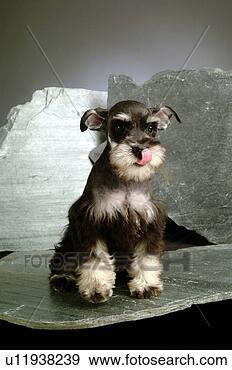 Stock Photograph - cute, schnauzer, 
loving, canines, 
domestic, miniature 
schnauzer. fotosearch 
- search stock 
photos, pictures, 
images, and photo 
clipart