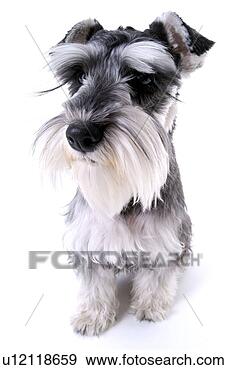 Stock Photograph - high angle,  pet, 
 domestic animal, 
 schnauzer,  dog, 
 looking. fotosearch 
- search stock 
photos, pictures, 
images, and photo 
clipart
