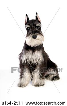 Stock Photography - pose, schnauzer, 
house pet, canines, 
domestic, miniature 
schnauzer. fotosearch 
- search stock 
photos, pictures, 
images, and photo 
clipart