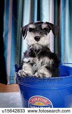 Stock Photo - pose, schnauzer, 
house pet, canines, 
domestic, miniature 
schnauzer. fotosearch 
- search stock 
photos, pictures, 
images, and photo 
clipart