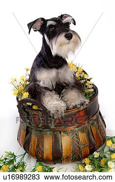 Stock Photo - pose, schnauzer, 
house pet, canines, 
domestic, miniature 
schnauzer. fotosearch 
- search stock 
photos, pictures, 
images, and photo 
clipart