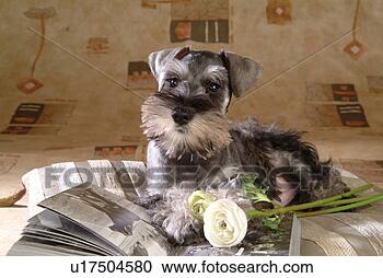 Stock Photography - pose, schnauzer, 
house pet, canines, 
domestic, miniature 
schnauzer. fotosearch 
- search stock 
photos, pictures, 
images, and photo 
clipart
