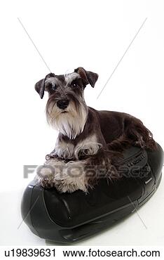 Stock Photography - pose, schnauzer, 
house pet, canines, 
domestic, miniature 
schnauzer. fotosearch 
- search stock 
photos, pictures, 
images, and photo 
clipart