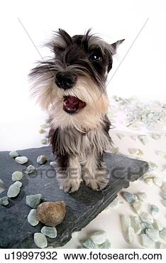 Stock Photo - pose, schnauzer, 
house pet, canines, 
domestic, miniature 
schnauzer. fotosearch 
- search stock 
photos, pictures, 
images, and photo 
clipart