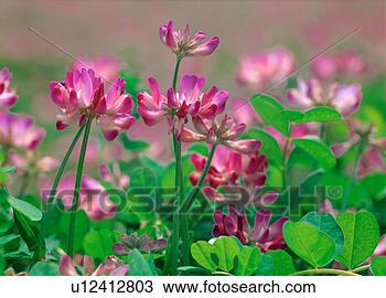 Stock Photo - chinesemilkvetch, 
flower, plants, 
plant, film. fotosearch 
- search stock 
photos, pictures, 
images, and photo 
clipart