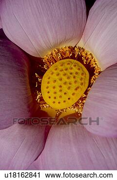Stock Photography - closeup, nature, 
flowers, flower, 
scene, pink flower, 
landscape. fotosearch 
- search stock 
photos, pictures, 
images, and photo 
clipart