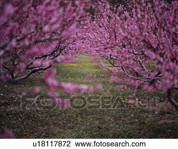 Stock Photo - filed, spring, 
scene, landscape, 
nature, pink flower, 
season. fotosearch 
- search stock 
photos, pictures, 
images, and photo 
clipart