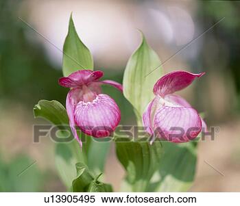 Stock Image - flowers, nature, 
flower, closeup, 
scene, pink flower, 
landscape. fotosearch 
- search stock 
photos, pictures, 
images, and photo 
clipart