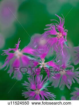 Stock Photography - flowers, nature, 
plants, flower, 
plant, film. fotosearch 
- search stock 
photos, pictures, 
images, and photo 
clipart
