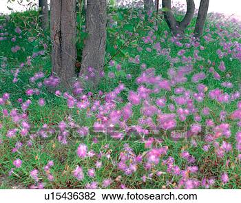 Stock Photo - flowers, nature, 
plants, flower, 
plant, film. fotosearch 
- search stock 
photos, pictures, 
images, and photo 
clipart