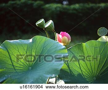 Stock Photo - lotus flower, 
summer, scene, 
landscape, nature, 
pond, season. 
fotosearch - search 
stock photos, 
pictures, images, 
and photo clipart