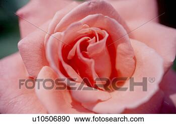 Stock Photography - pink flowers, 
nature, flowers, 
flower, scene, 
wildflower, landscape. 
fotosearch - search 
stock photos, 
pictures, images, 
and photo clipart