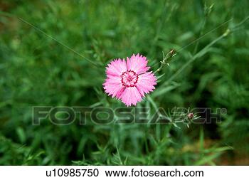Stock Photography - plants, flower 
garden, plant, 
nature, flower, 
film. fotosearch 
- search stock 
photos, pictures, 
images, and photo 
clipart