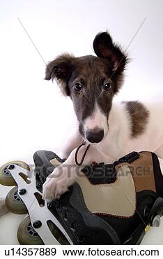 Stock Photograph - faithful, domestic 
animal, companion, 
canine, close 
up, borzoi. fotosearch 
- search stock 
photos, pictures, 
images, and photo 
clipart